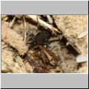 Tachysphex obscuripennis - Grabwespe w11i 8mm mit Schabe - Sandgrube Niedringhaussee.jpg